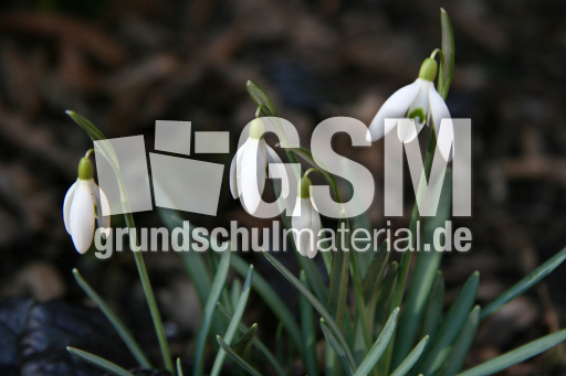 Schneeglöckchen 008.jpg